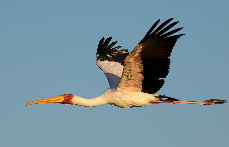 flying white and black crane, stork, bird, animal, ardeidae, waterfowl