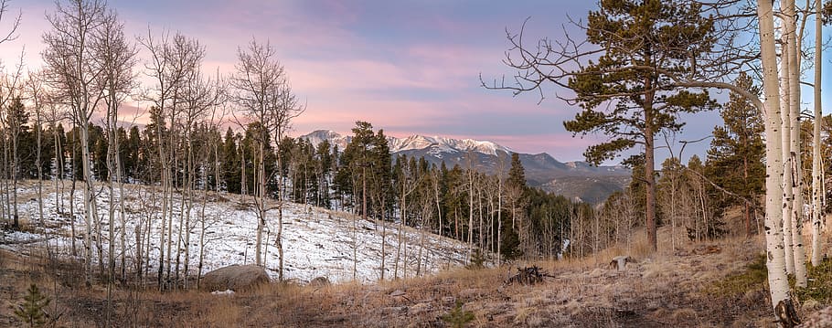nature, wood, tree, winter, snow, panoramic, landscape, sky, HD wallpaper
