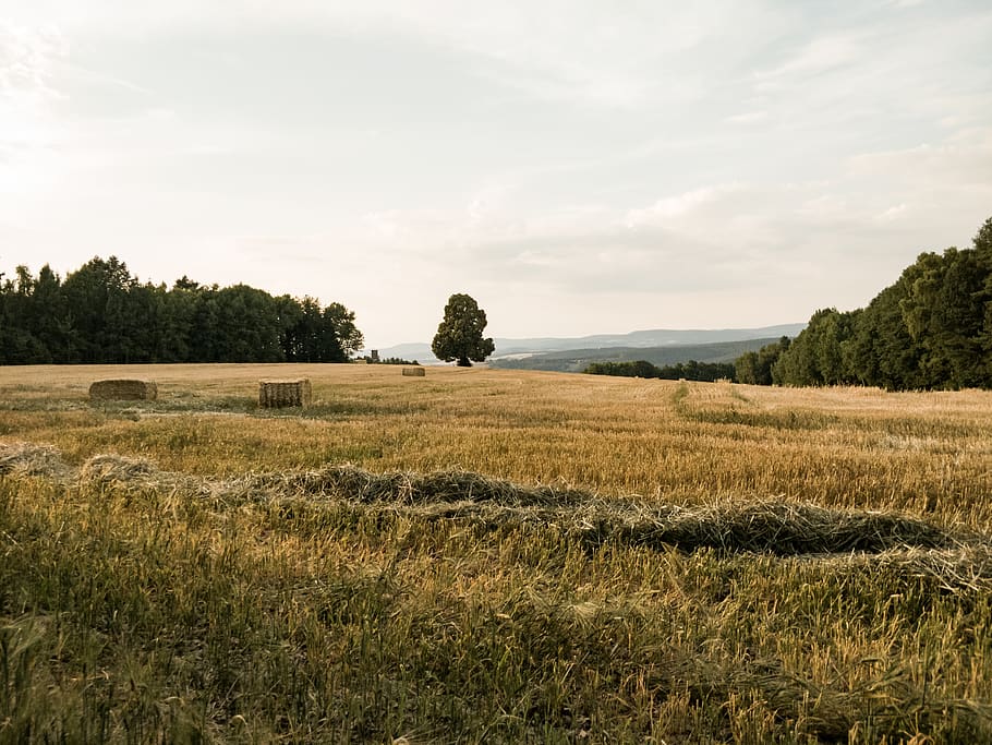 meadow, field, landscape, summer, tree, spacious, grass, hay HD wallpaper