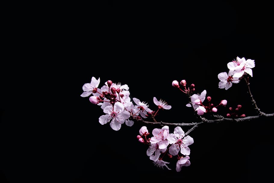 white petaled flower, flowering plant, fragility, freshness, vulnerability HD wallpaper
