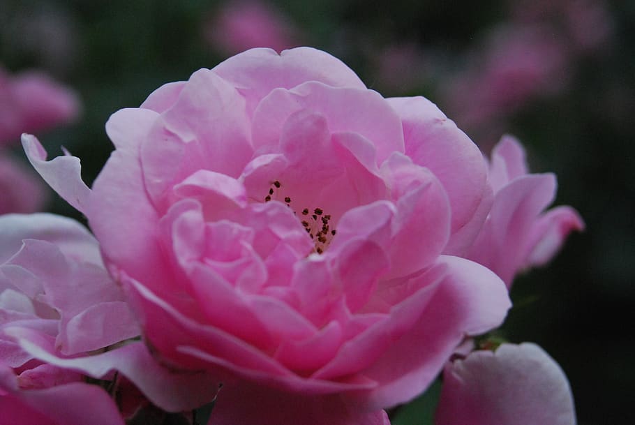 rose, garden, bloom, flora, petals, colorful, nature, pink HD wallpaper