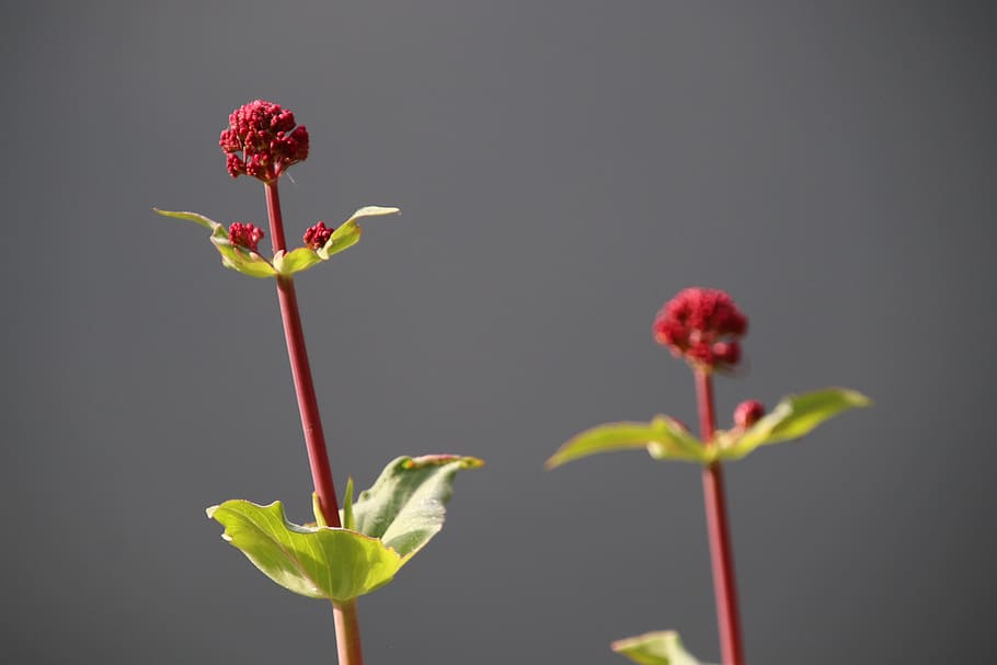 red flower, spring, flowers, garden, nature, colorful, plants HD wallpaper