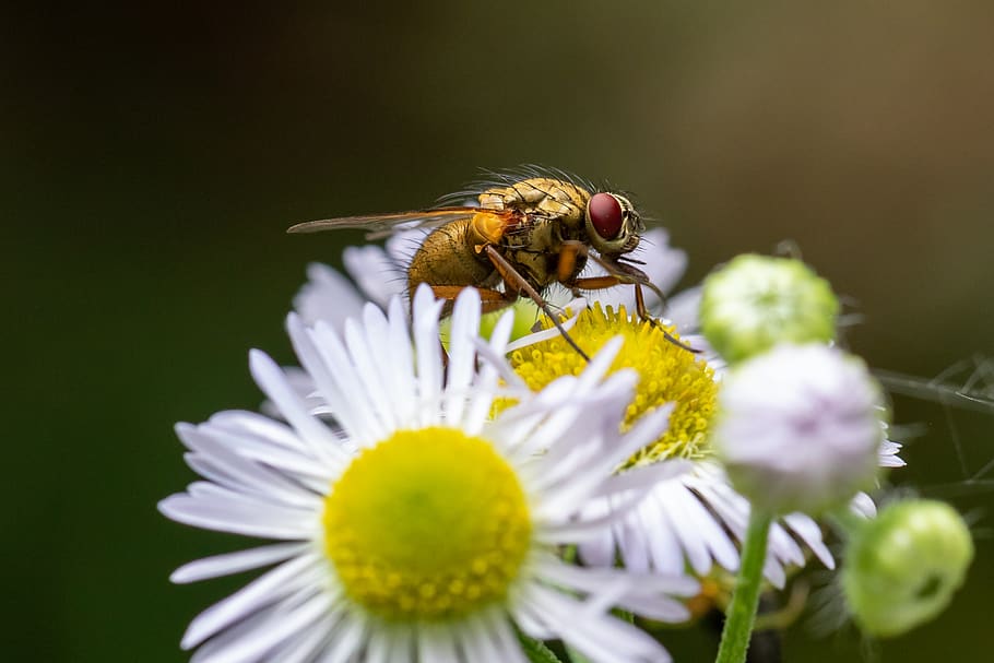 fly, blossom, bloom, macro, compound, close up, wing, legs HD wallpaper