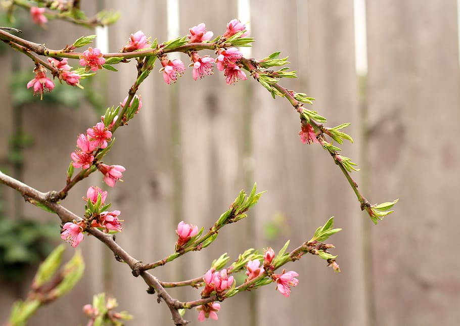 sprig, fruit tree, flowering, the peach tree, spring, nature HD wallpaper
