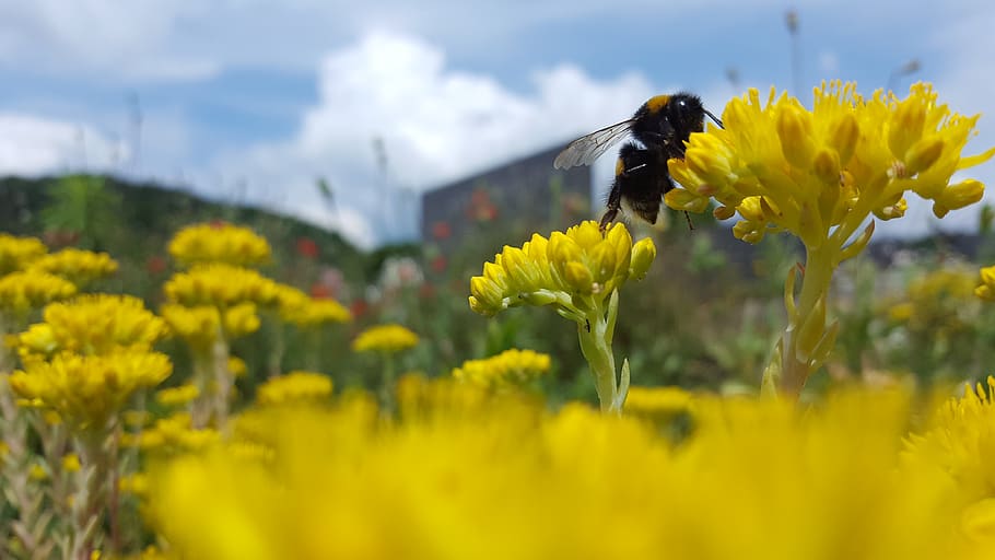 bumblebee, nature, flower, yellow, flowering plant, beauty in nature HD wallpaper