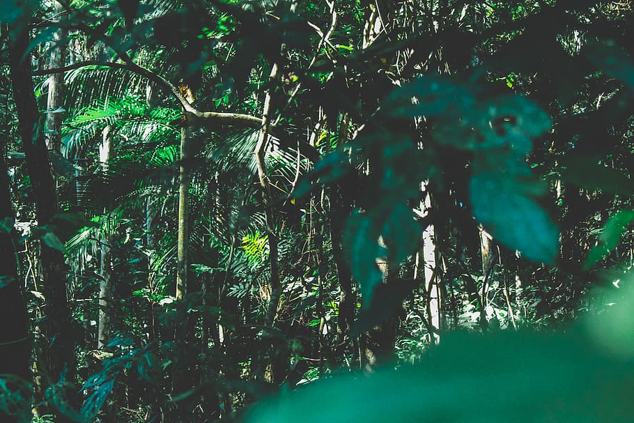 Forest, branches, brazil, environment, jungle, plants, rainforest HD wallpaper