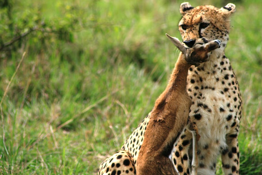 animal wildlife, animal themes, animals in the wild, mammal HD wallpaper