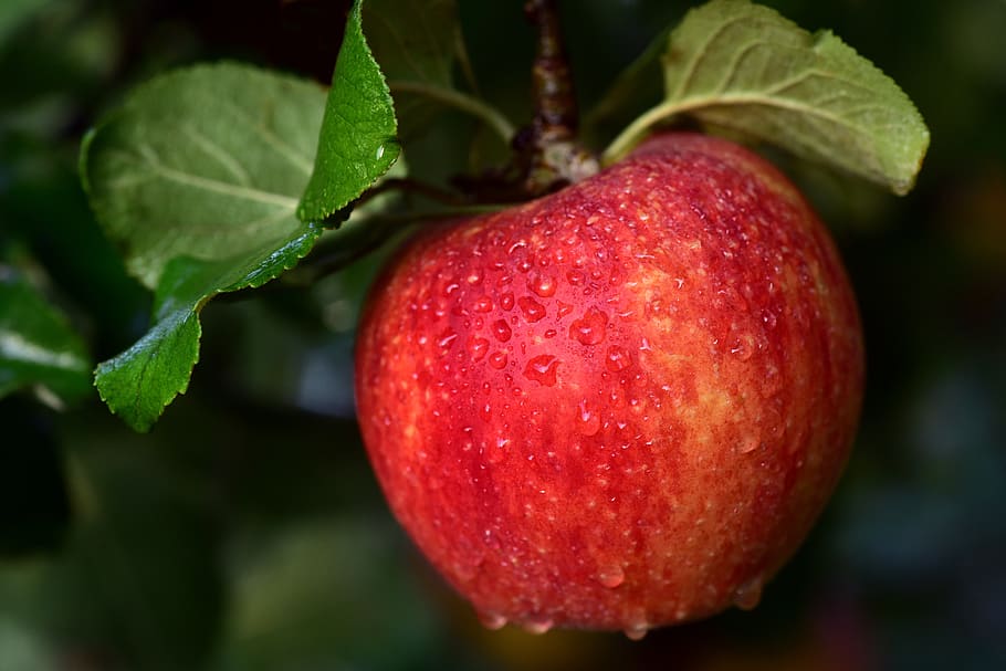 apple, apple tree, fruit, ripe, healthy, kernobstgewaechs, autumn HD wallpaper