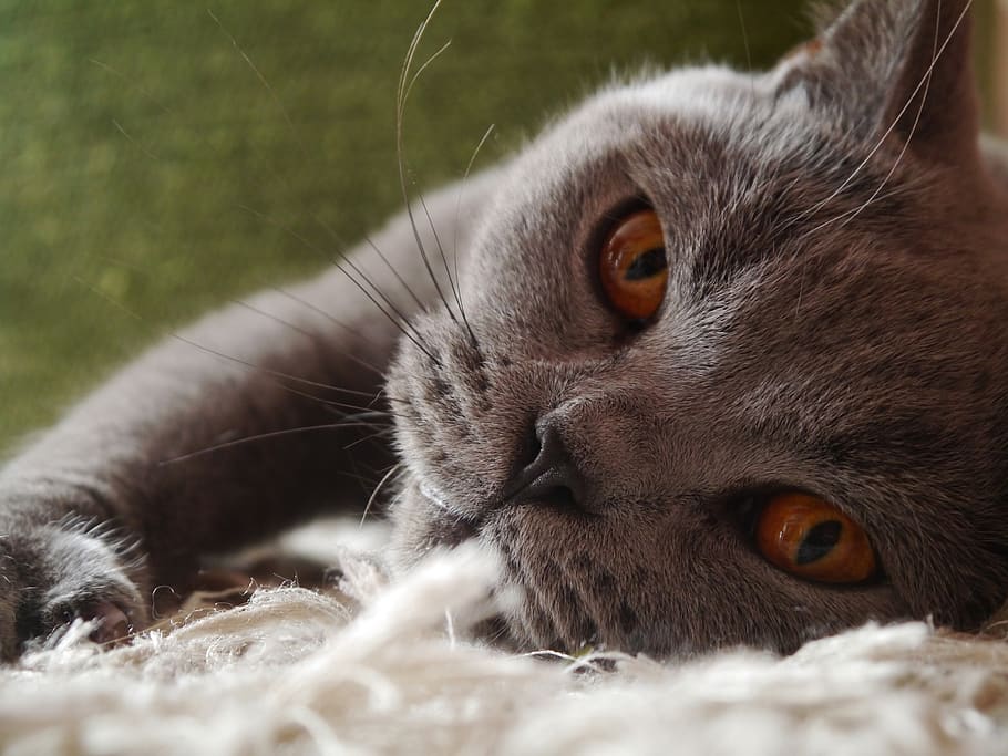 furry, sharp eyes, orange, cute, closeup, animals, cats, pets HD wallpaper