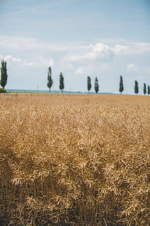 brown open field during daytime, plant, produce, grain, food HD wallpaper