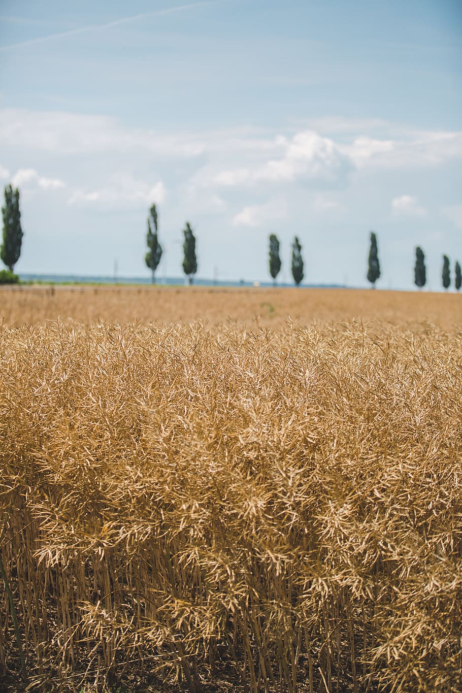 brown open field during daytime, plant, produce, grain, food HD wallpaper