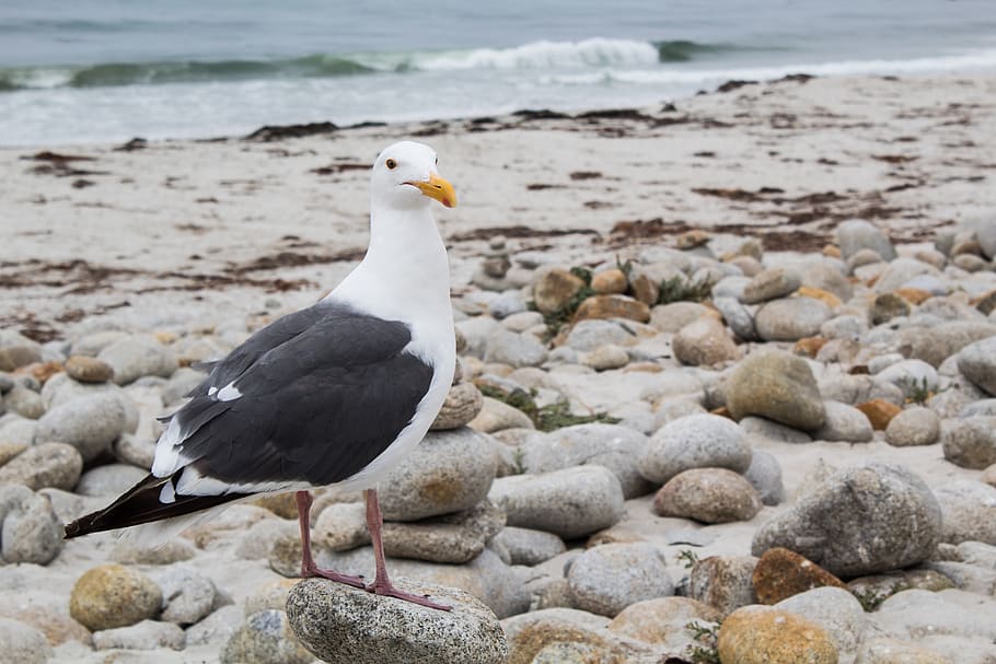 sank, rock, the beach, animal wildlife, animal themes, vertebrate HD wallpaper