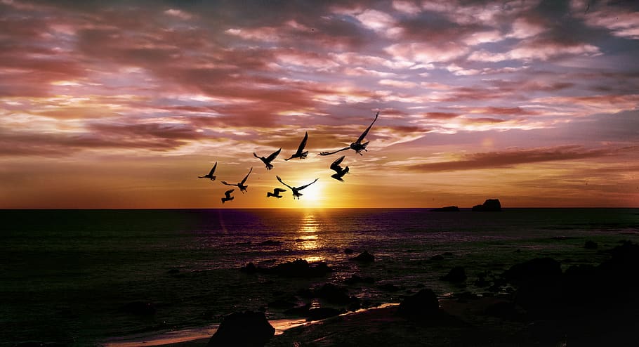 sea, twilight, sunset, cloud, seagull, serenity, warm, sky HD wallpaper