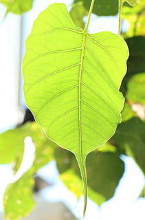 leaf, bodhi, nature, buddha, environment, tree, green, single HD wallpaper