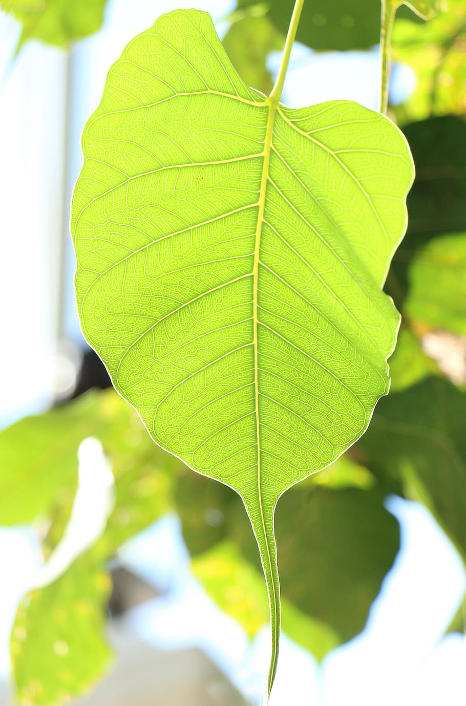 leaf, bodhi, nature, buddha, environment, tree, green, single, HD wallpaper