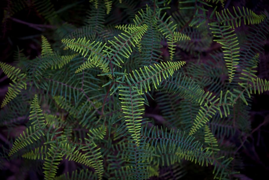 linear leafed plant, tree, green color, beauty in nature, growth HD wallpaper