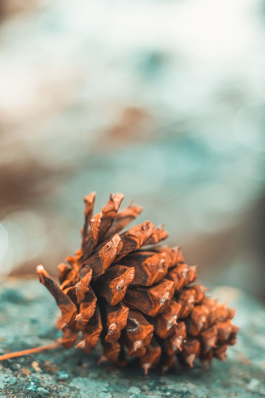 macro, cone, forest, bokeh, depth of field, close-up, focus on foreground HD wallpaper