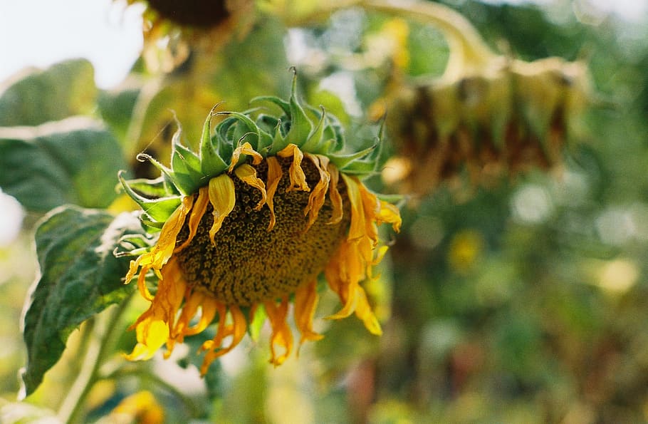 sunflower, growth, flowering plant, beauty in nature, close-up HD wallpaper