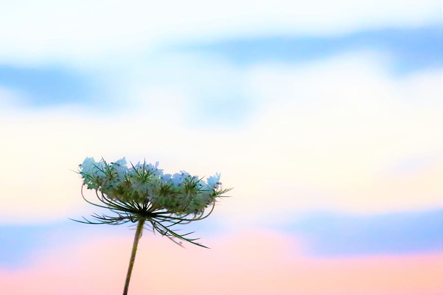 flower, nature, plant, spring, blooming, sky, fund, cloud, the leaves are HD wallpaper