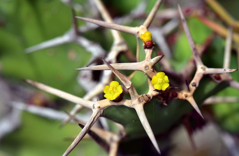 thorns, blossom, bloom, small, yellow, spur, engraving, prick, HD wallpaper