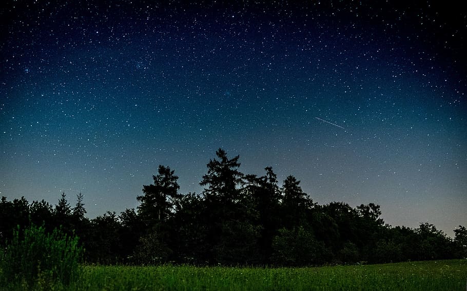 green leaves tree during nighttime, sky, silhouette, star, blue HD wallpaper