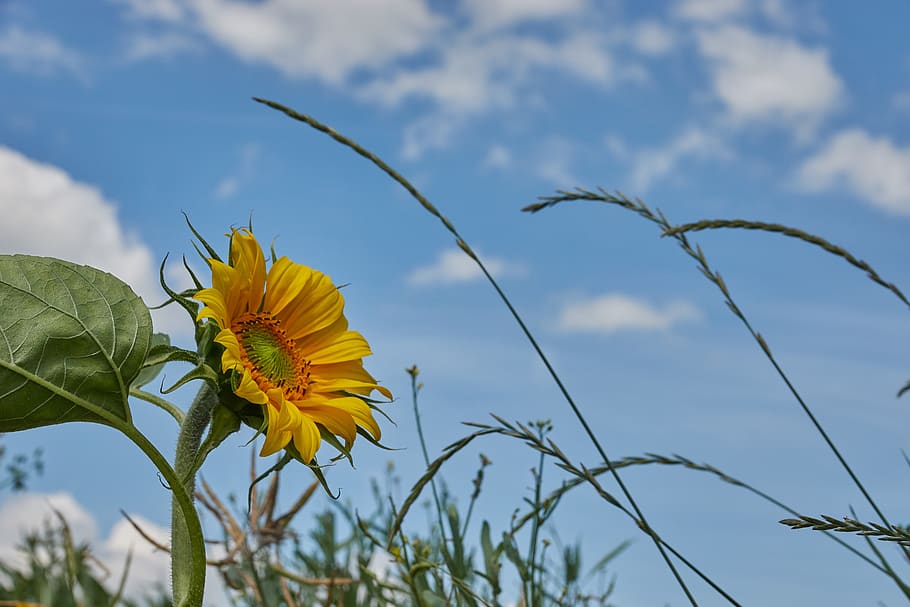 sunflower, sky, yellow, summer, sunny, plant, growth, close up HD wallpaper