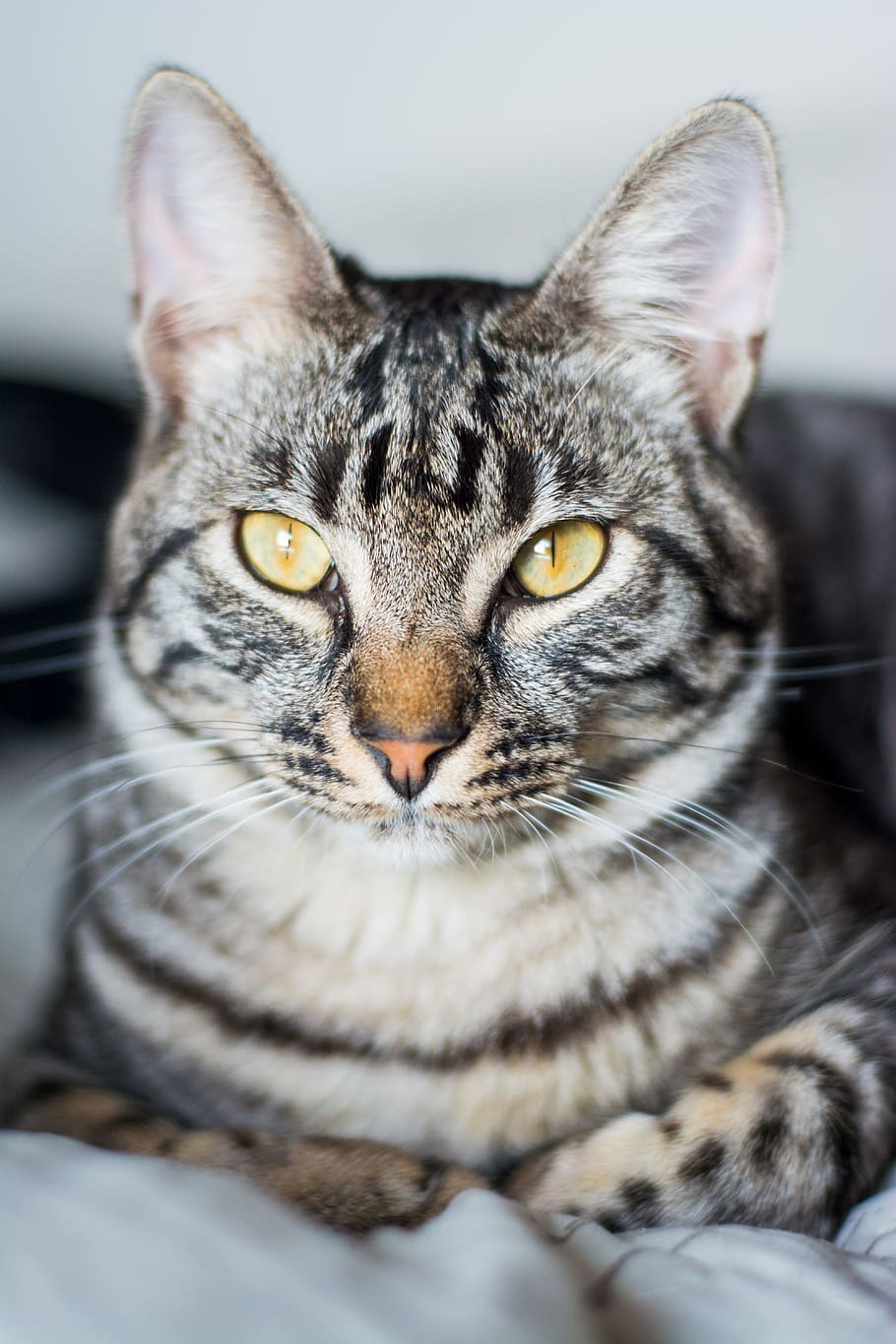 cat, animal themes, pets, domestic, mammal, domestic cat, domestic animals HD wallpaper