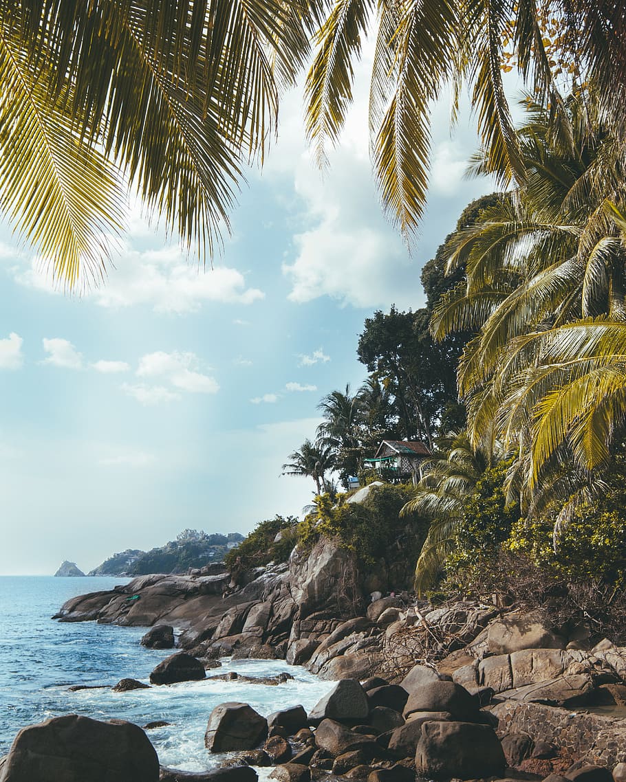 House on the Hill, coast, shore, tree, branch, green, palm, ocean HD wallpaper