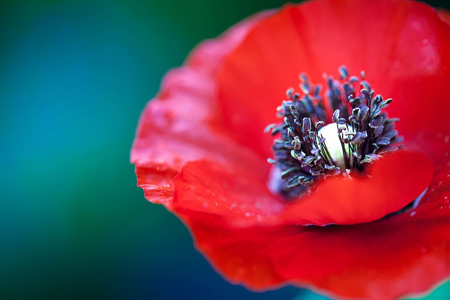 ref, petals, flower, nature, plant, close-up, flowering plant HD wallpaper