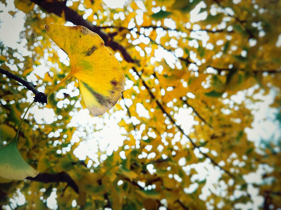 china, beijing, plant, tree, branch, growth, low angle view HD wallpaper