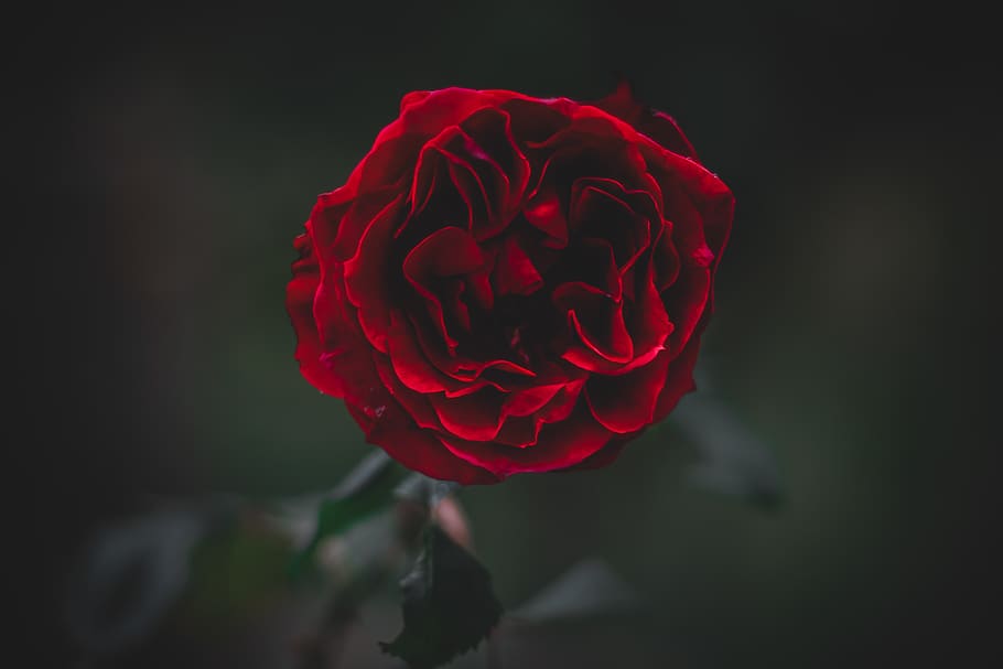 red rose, flower, flowering plant, beauty in nature, petal, close-up HD wallpaper