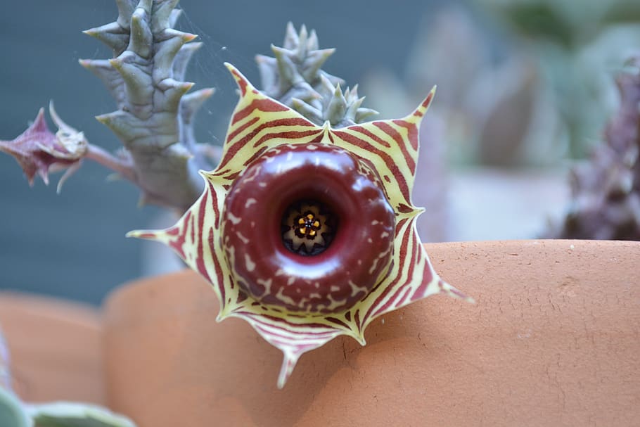 succulent, star, flower, thorns, focus on foreground, close-up HD wallpaper
