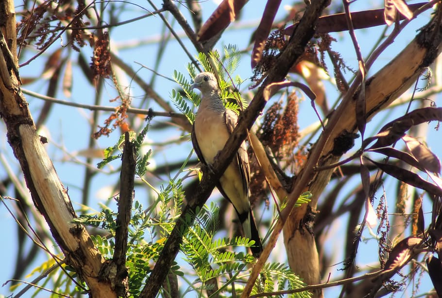 zebra, dove, outdoor, perched, tree, forest, wild, wildlife HD wallpaper