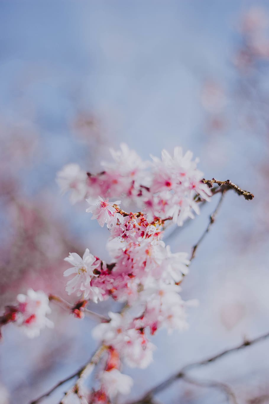 pink flowering tree, plant, flowering plant, beauty in nature HD wallpaper