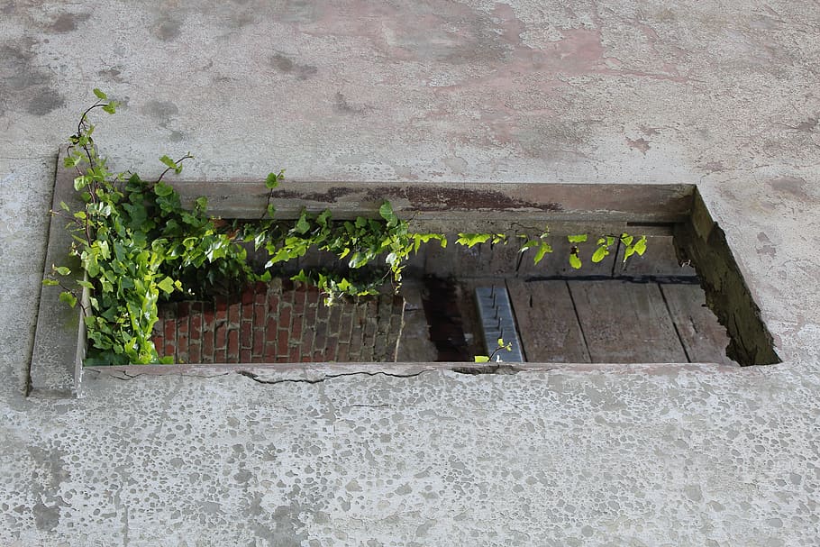 vine, window, rustic, old, wall, brick wall, architecture, built structure HD wallpaper