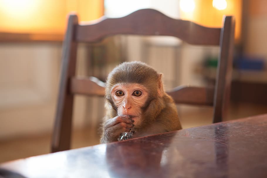 monkey, indoors, closeup, ape, mammal, sitting, brown, creature HD wallpaper