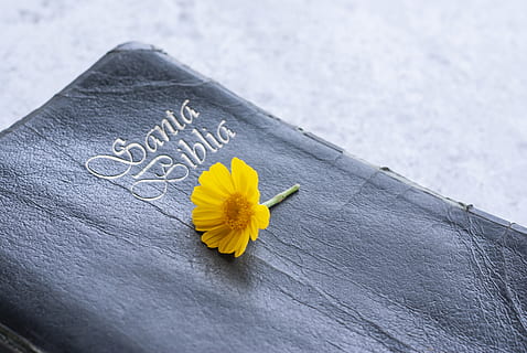 yellow flower, plant, blossom, petal, daisies, daisy, daffodil HD wallpaper