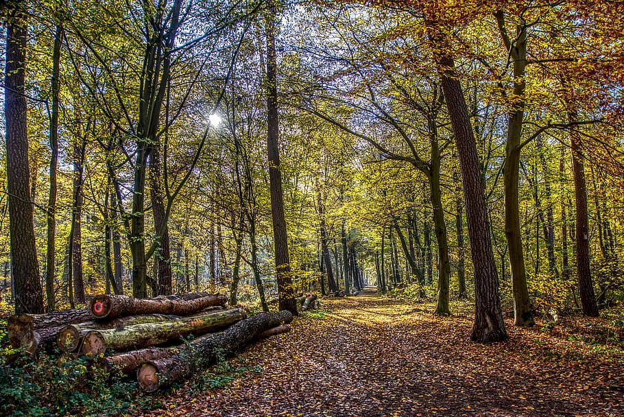 forest, trees, leaves, autumn, mood, light, landscape, nature HD wallpaper