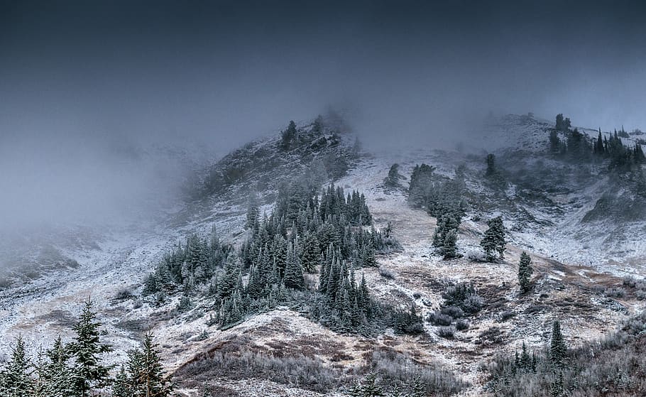 Foggy Mountain With Pine Trees, altitude, climb, clouds, cold HD wallpaper