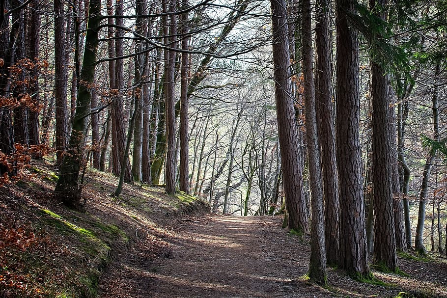 spring, forest, nature, trees, away, frühlingsanfang, idyllic HD wallpaper