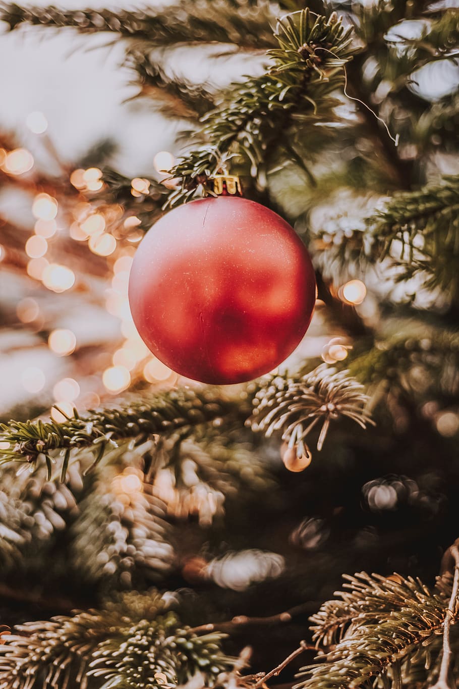 red bauble, plant, tree, conifer, pine, spruce, abies, fir, larch HD wallpaper