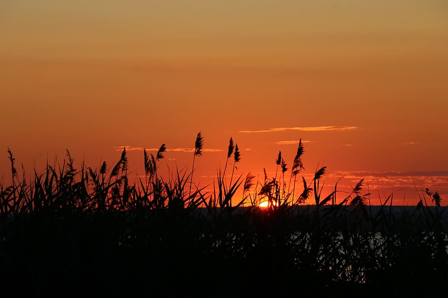 sunset, orange color, sky, beauty in nature, plant, silhouette HD wallpaper