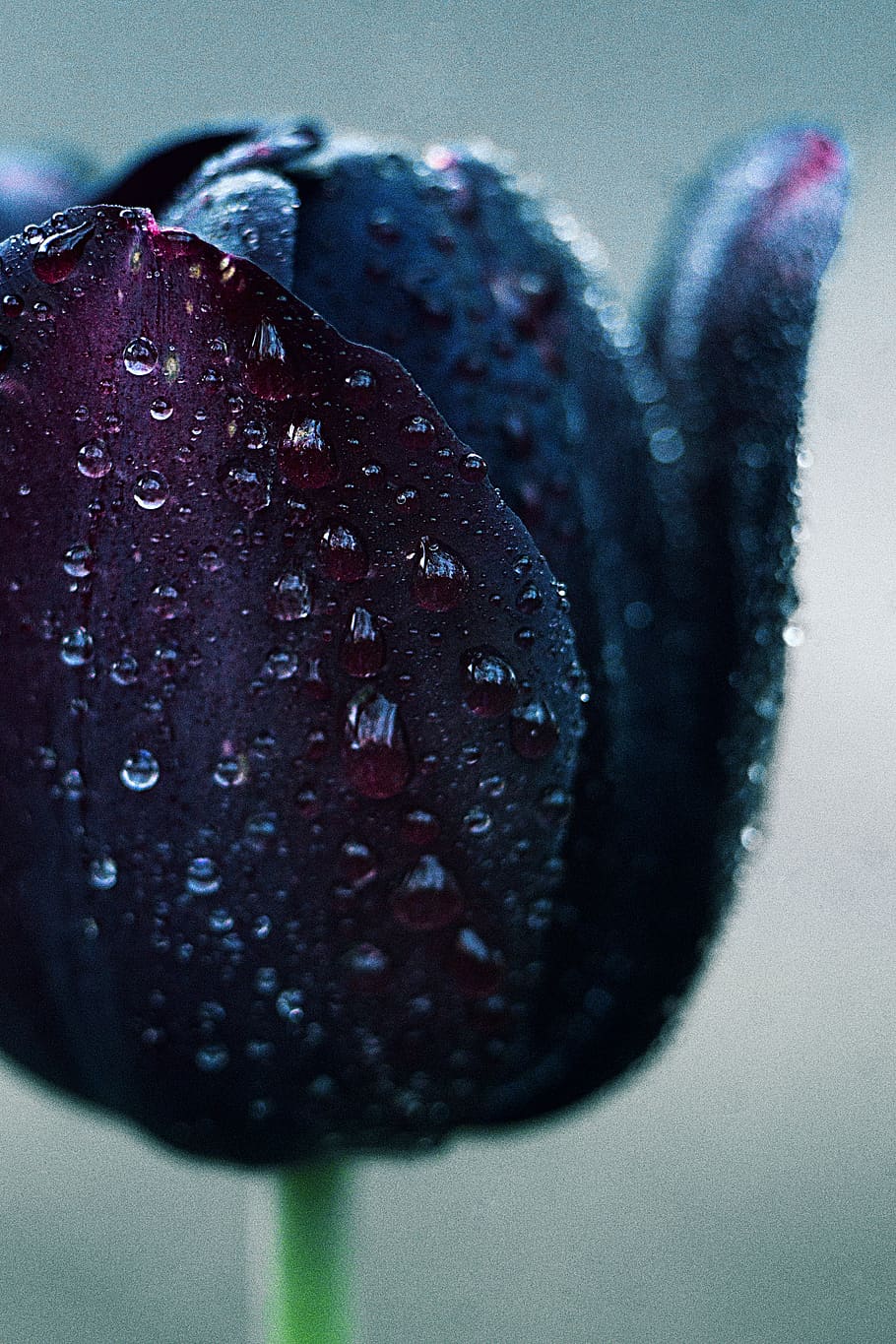 A wet flower bulb., waterdrop, nature, tulip, close-up, no people HD wallpaper