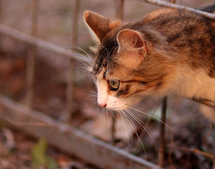 cat, coloring, pet, about, domestic cat, mammal, animal themes HD wallpaper