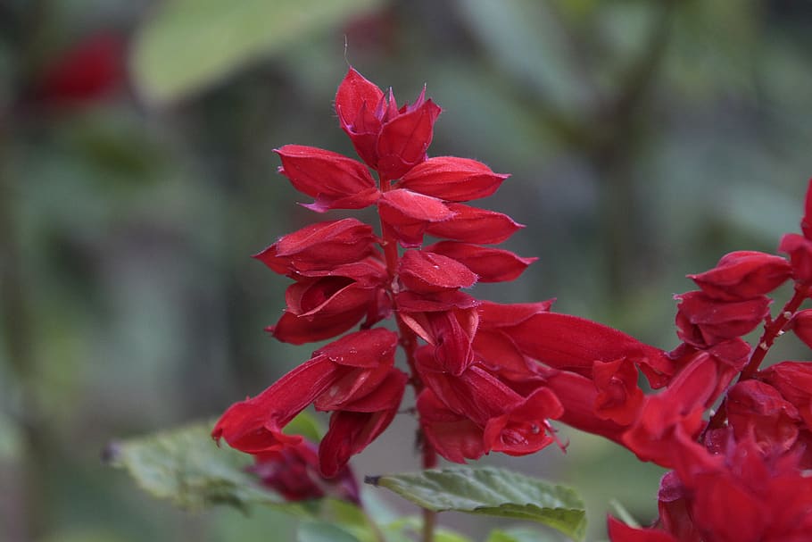 fire sage, plant, nature, flower, close up, garden, petals, HD wallpaper