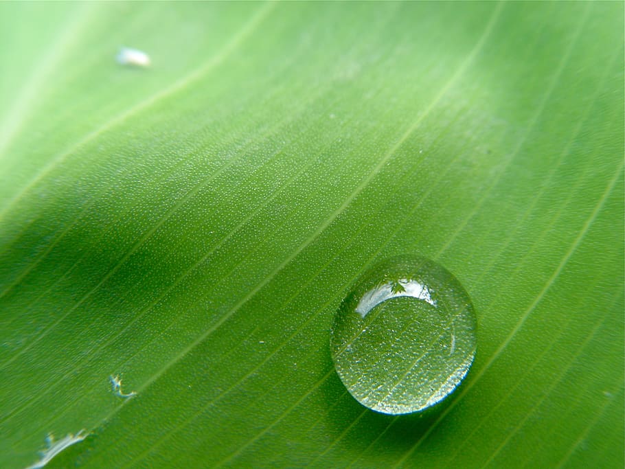 leaf, water, droplet, drip, rain, dew, fresh, green, nature HD wallpaper