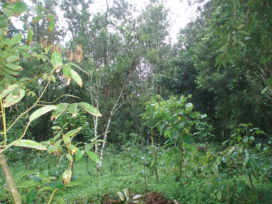 india, sakleshpur, plant, growth, tree, green color, beauty in nature HD wallpaper