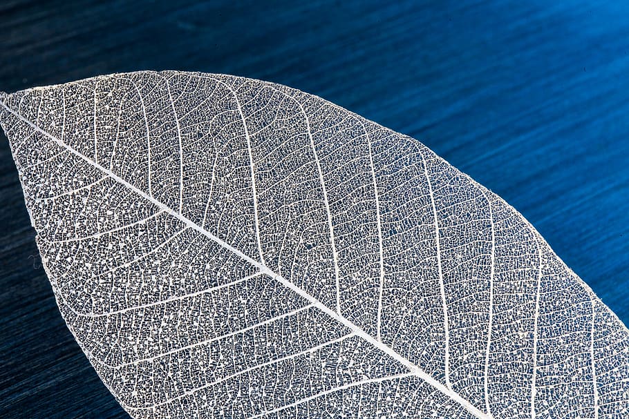 leaf, skelton, silver, macro, blue, water, no people, nature HD wallpaper