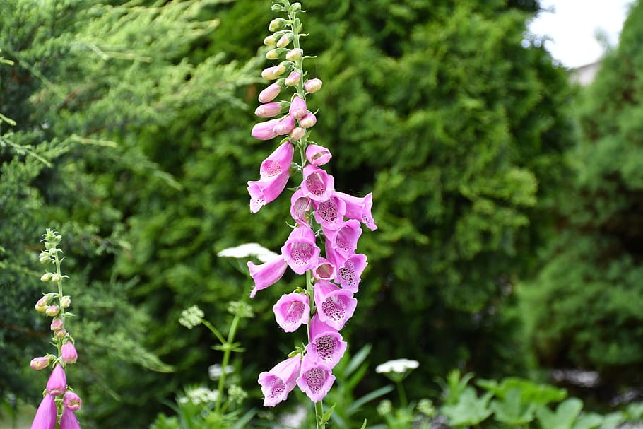 thimble, garden, blossom, bloom, botany, flora, plant, growth HD wallpaper