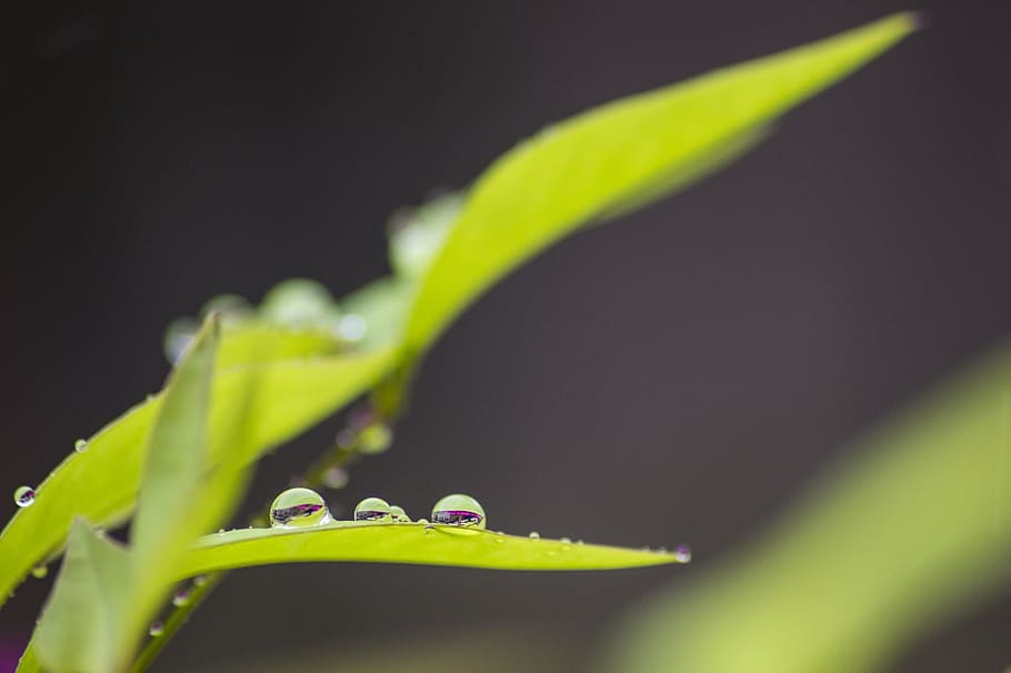 drop, rain, droplet, nature, plant, green, fresh, green color HD wallpaper